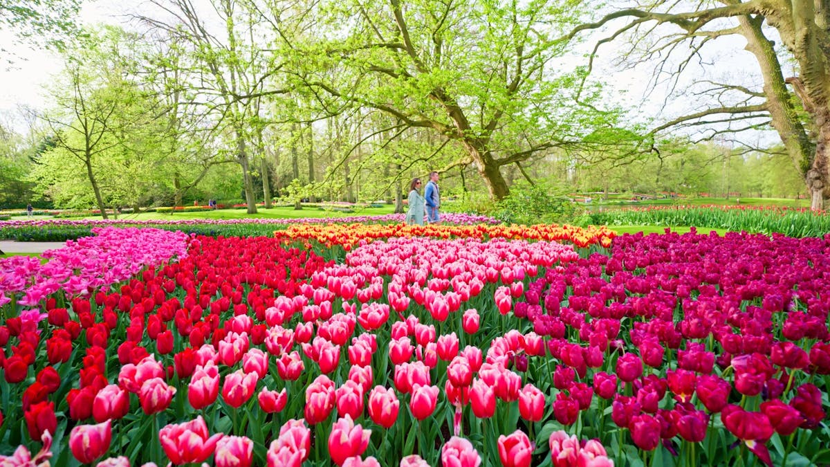 Keukenhof-ticket inclusief vervoer, audiogids in de bus en boottocht