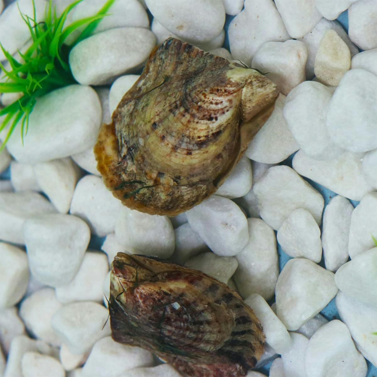 Tenerife pearl experience with pick and set of Akoya pearl