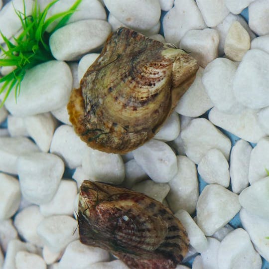 Tenerife pearl experience with pick and set of Akoya pearl