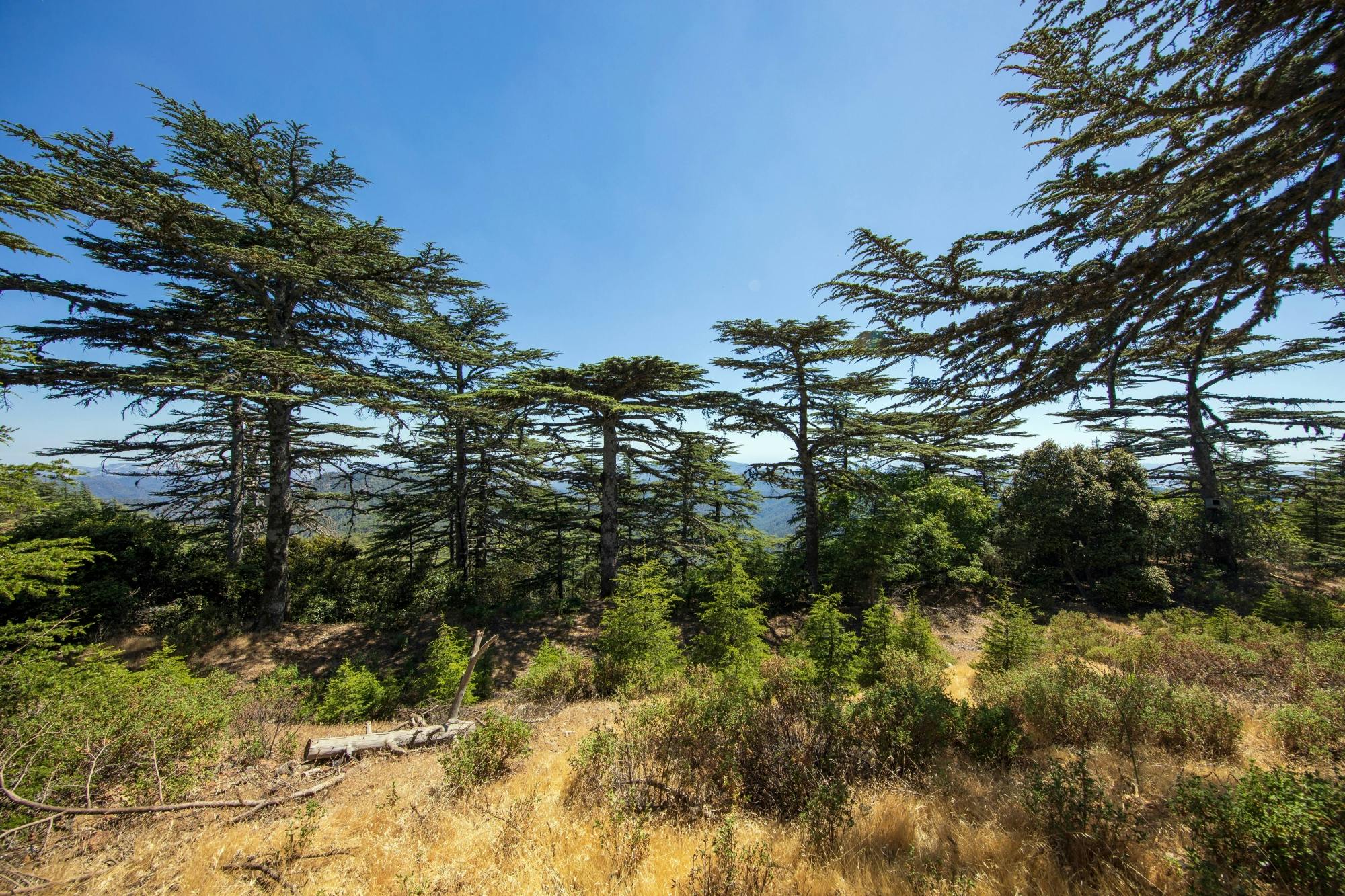 Troodos Mountains tour with Kykkos Monastery visit and lunch