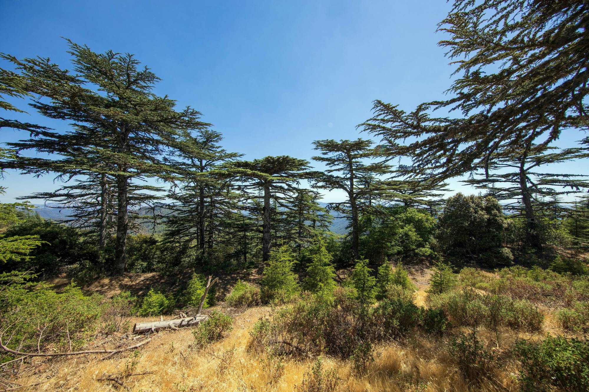 Troodos Mountains tour with Kykkos Monastery visit and lunch