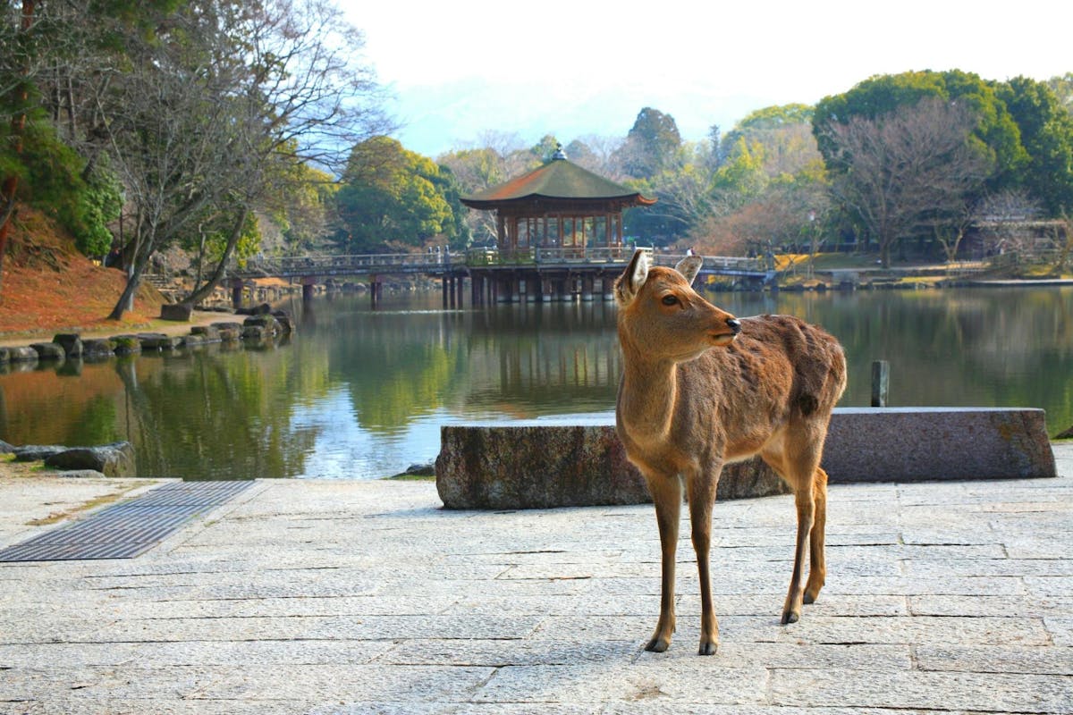 Hele dagtour door Himeji, Nara en Kobe vanuit Osaka