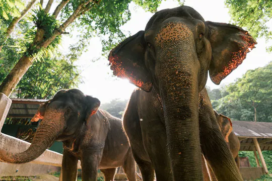 Ganztagestour zum Elefantenschutzgebiet ab Khao Lak
