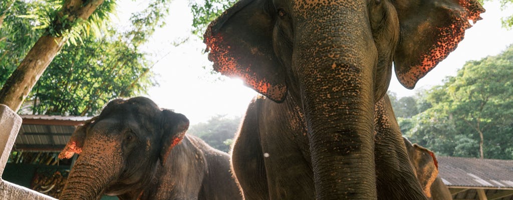 Full-Day Elephant Experience from Khao Lak