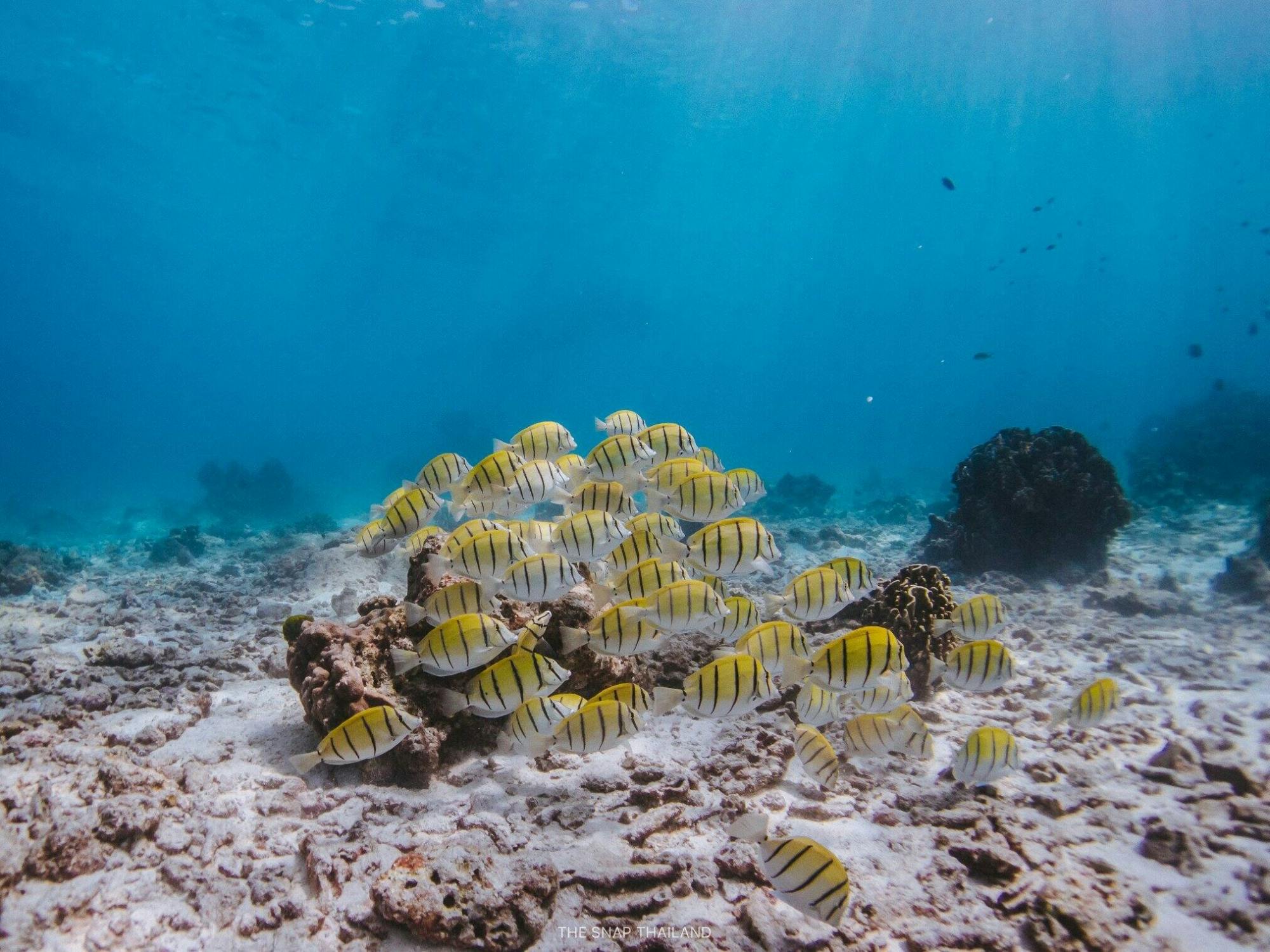 Full-day catamaran tour of Thailand’s Similan Islands
