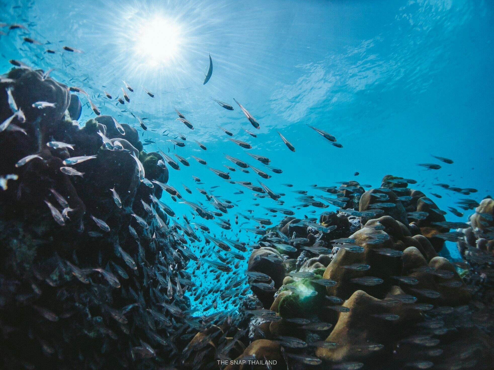 Full-day catamaran tour of Thailand’s Similan Islands