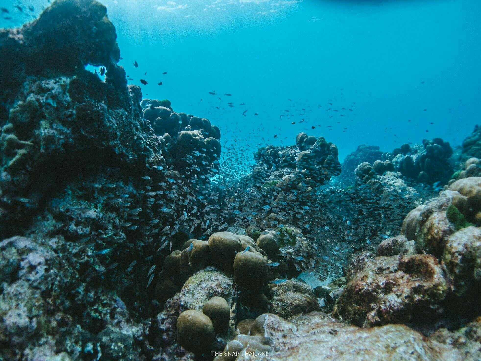 Full-day catamaran tour of Thailand’s Similan Islands