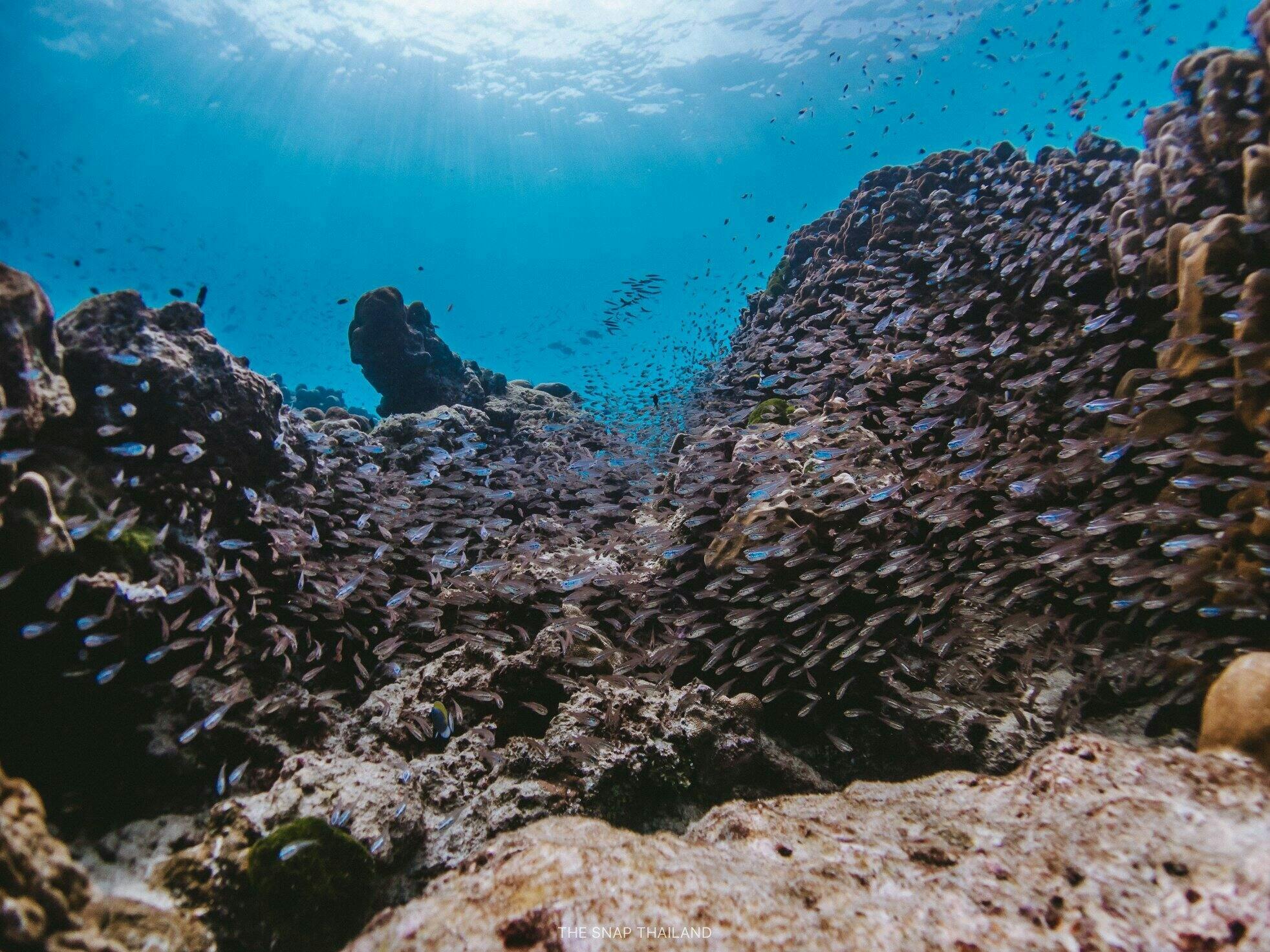 Full-day catamaran tour of Thailand’s Similan Islands
