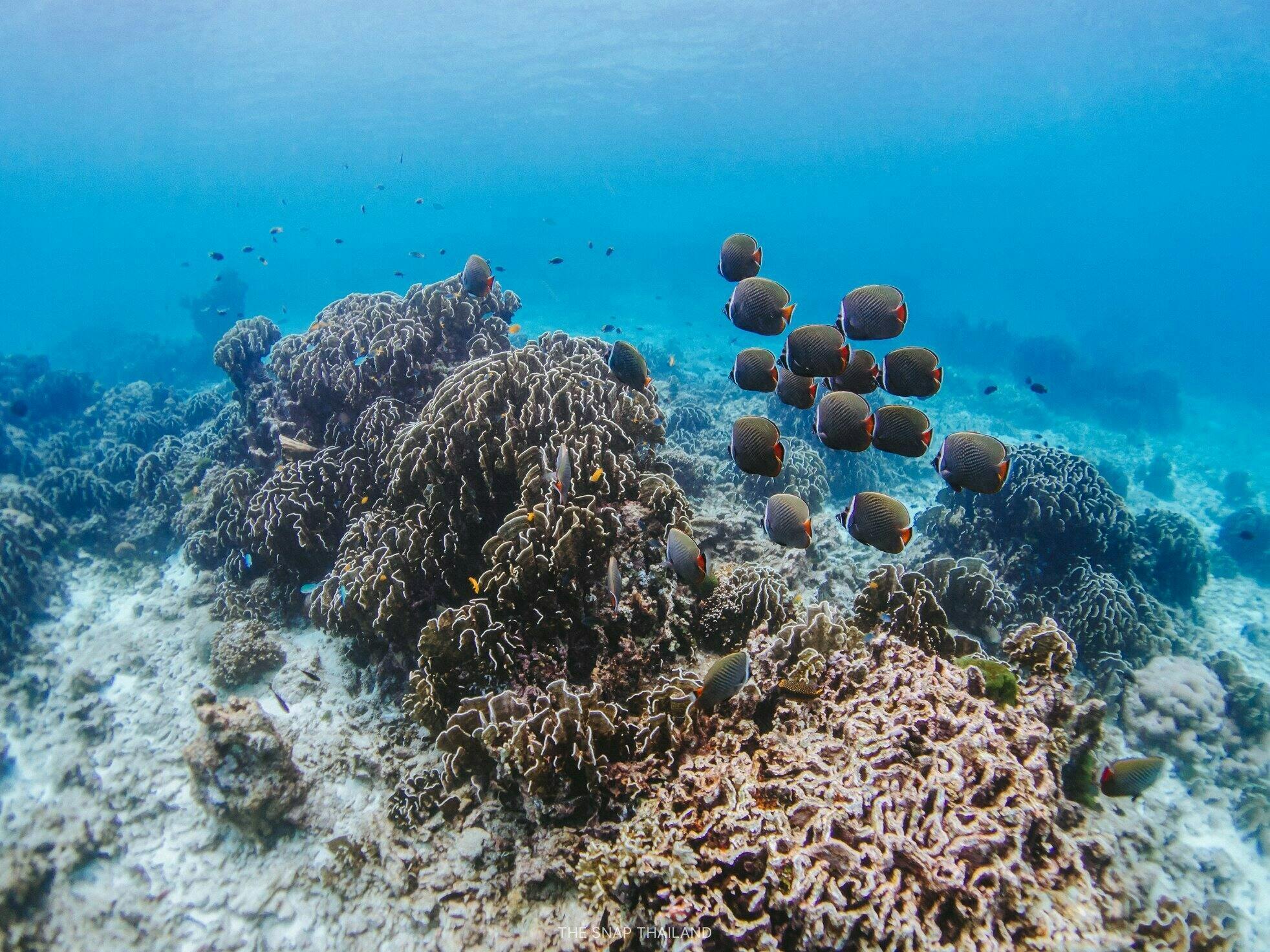 Full-day catamaran tour of Thailand’s Similan Islands