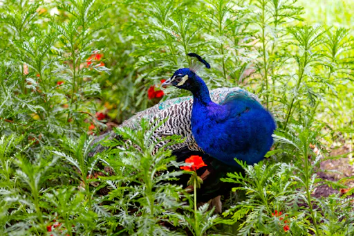 TUI Socca Champions League Rethymno taxi transfer