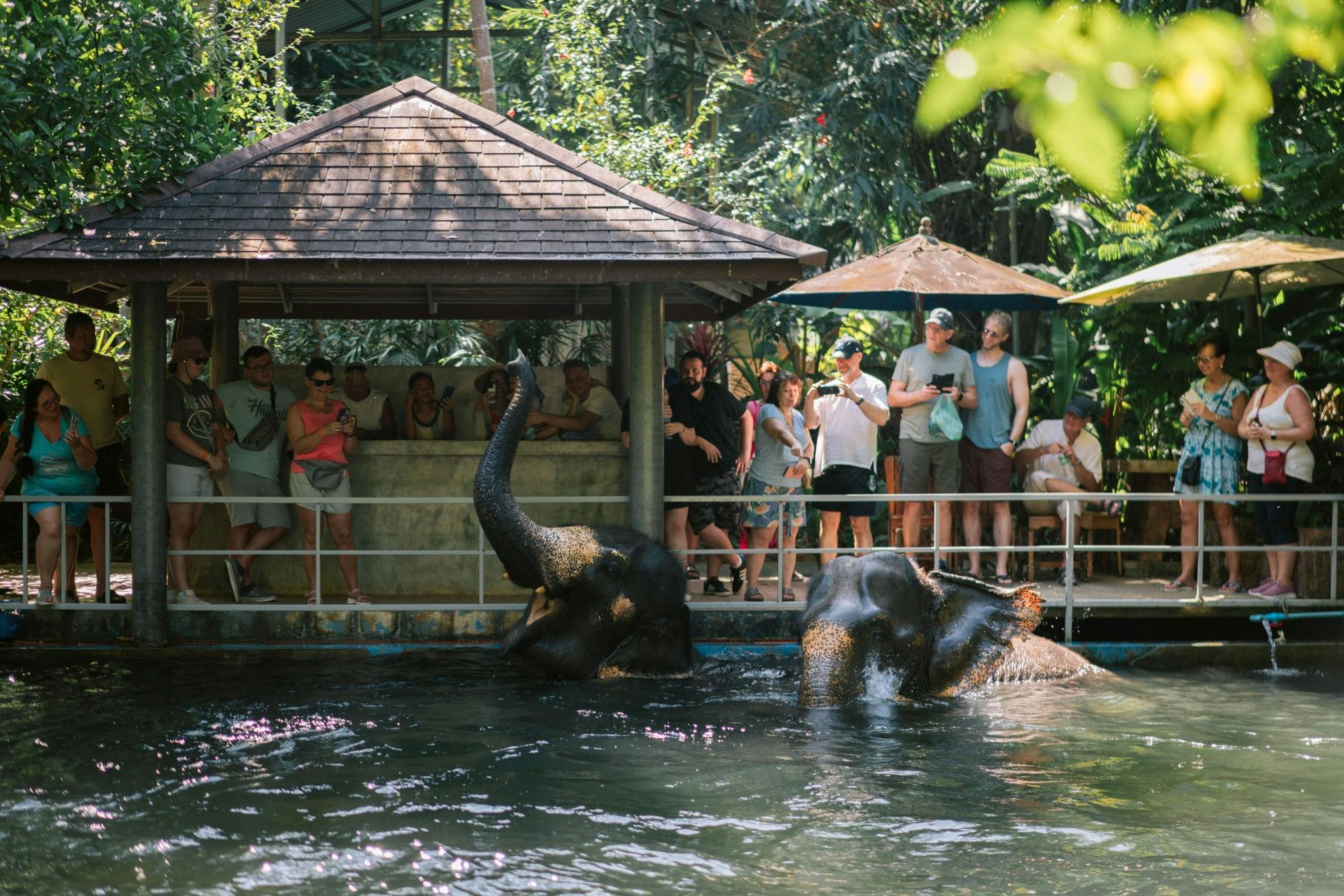 Full-Day Elephant Experience from Khao Lak