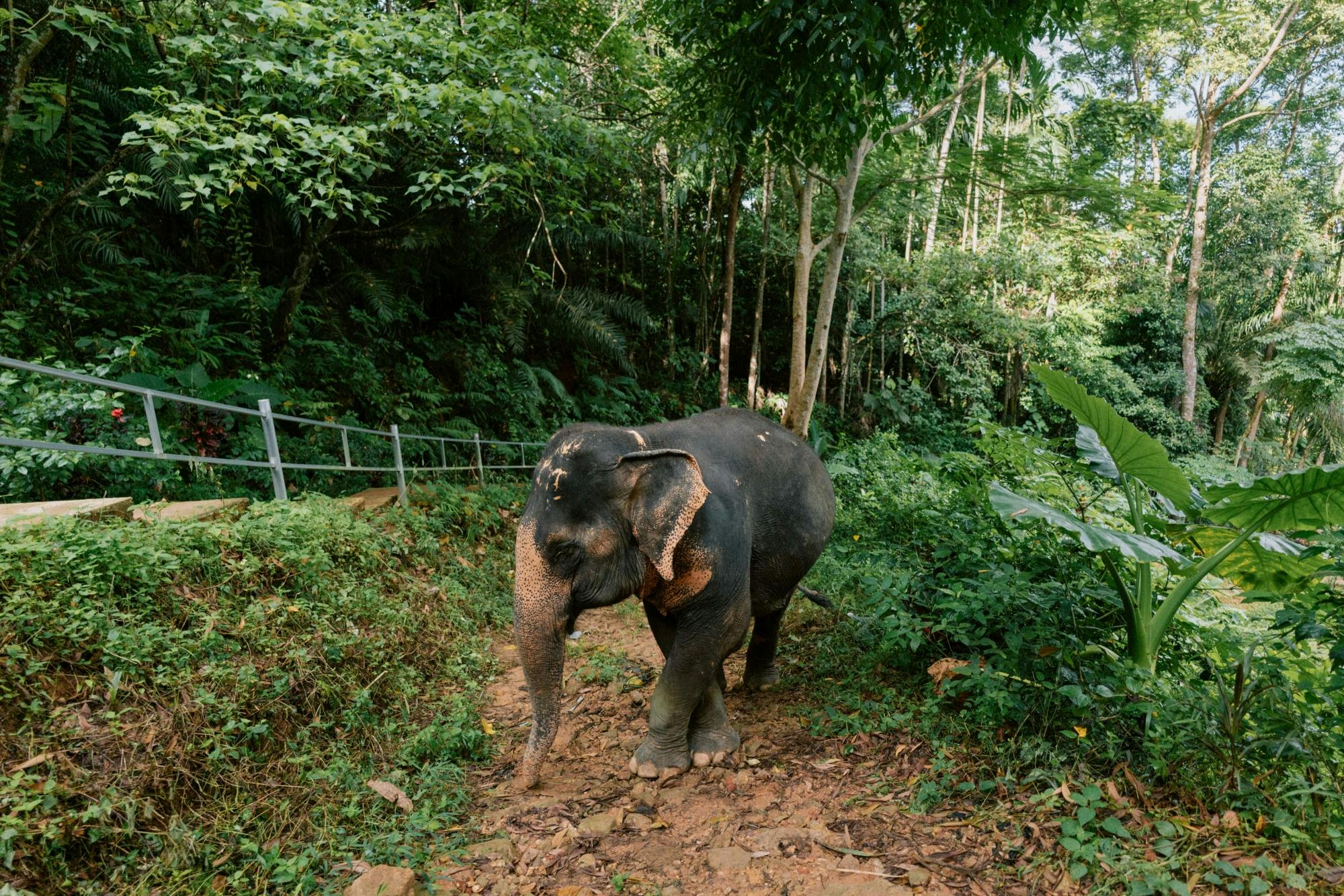 Full-Day Elephant Experience from Khao Lak