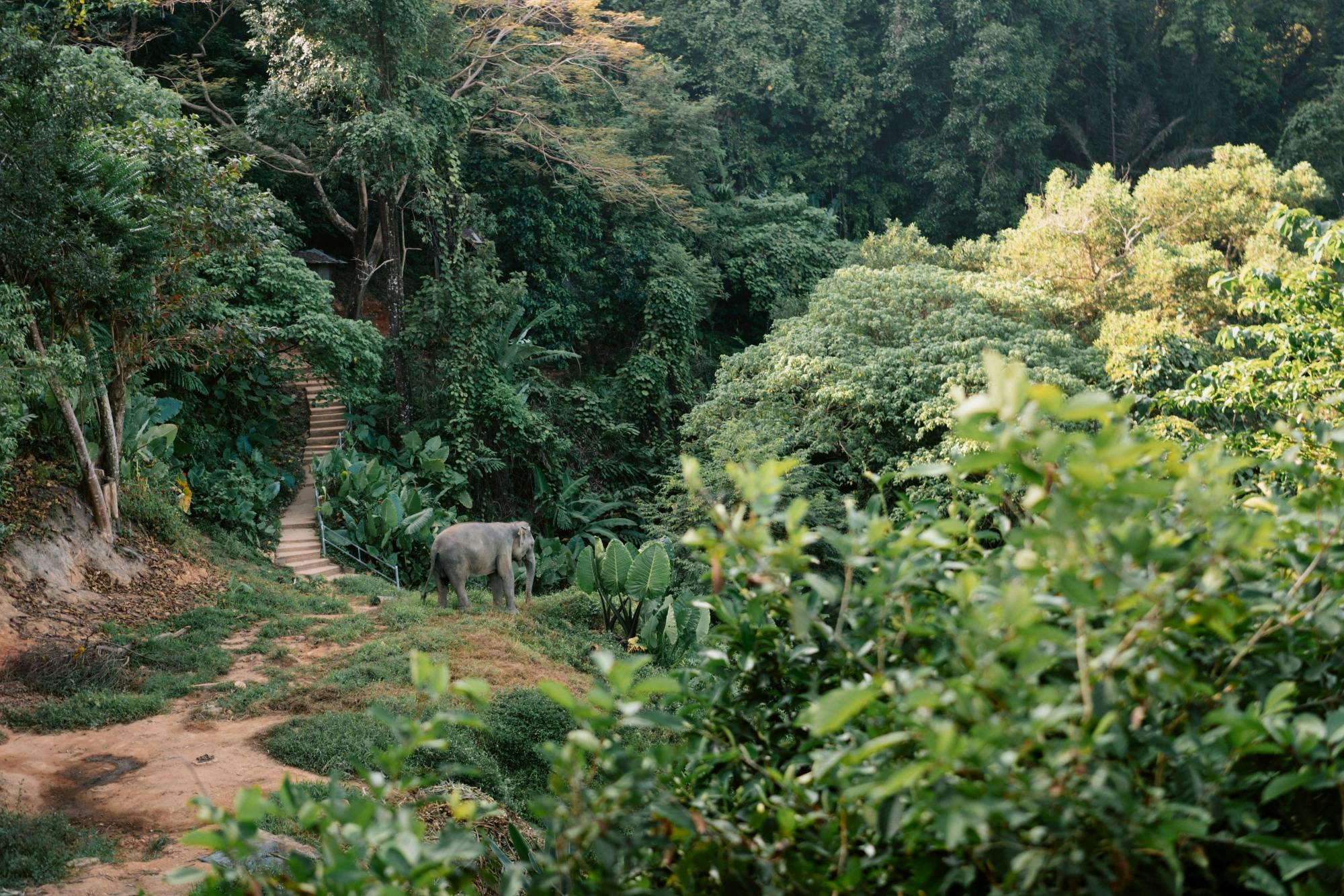 Full-Day Elephant Experience from Khao Lak