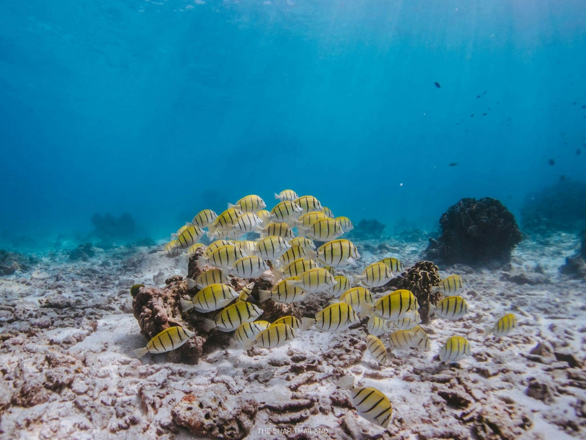 Full-day catamaran tour of Thailand’s Similan Islands