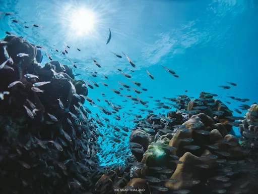 Full-day catamaran tour of Thailand’s Similan Islands