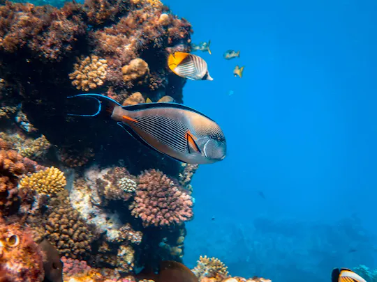 Esperienza di snorkeling alla Laguna Blu e a Tanjung Jepun con pranzo