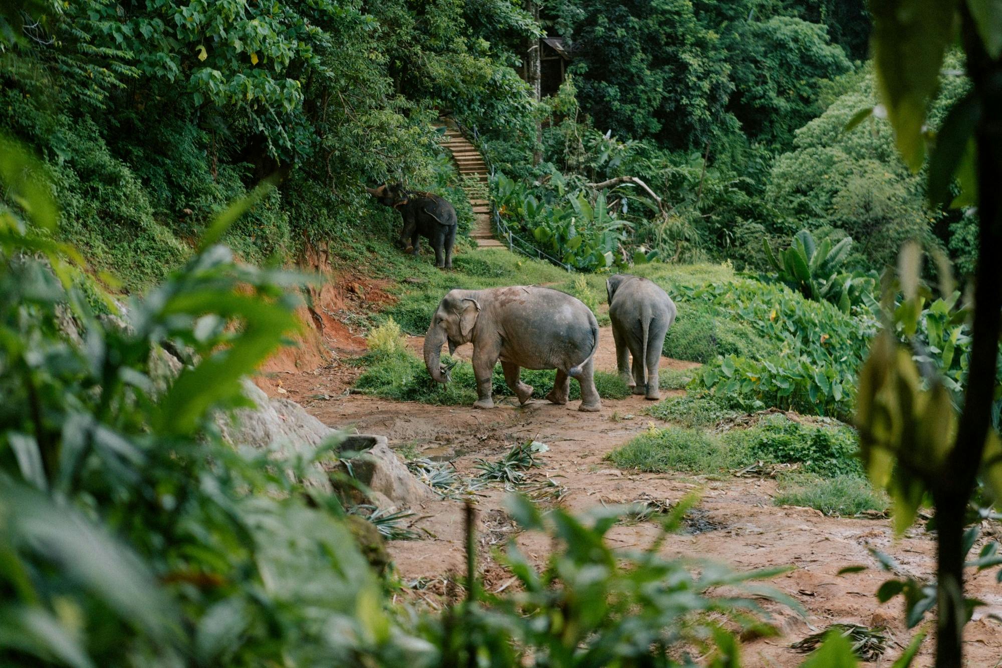 Full-Day Elephant Experience from Khao Lak