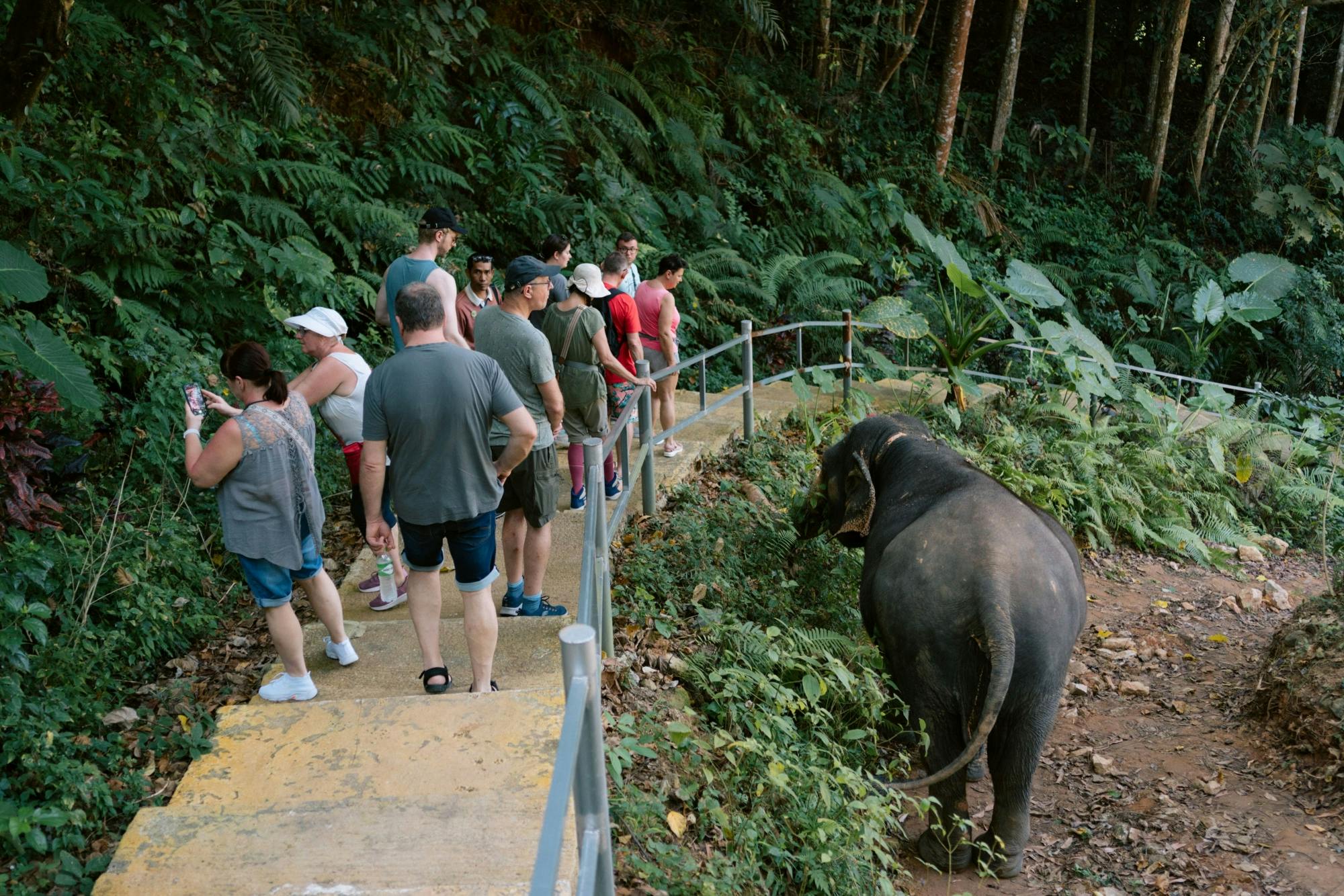 Full-Day Elephant Experience from Khao Lak
