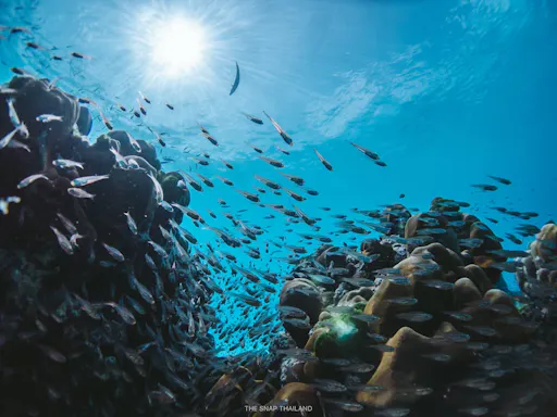 Full-day catamaran tour of Thailand’s Similan Islands