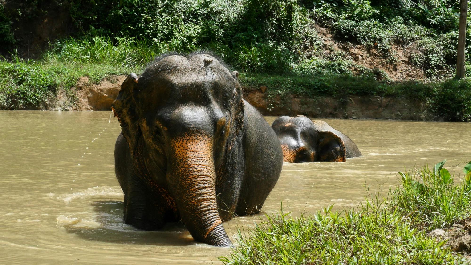 Morning guided tour at hidden forest elephant reserve in Chalong