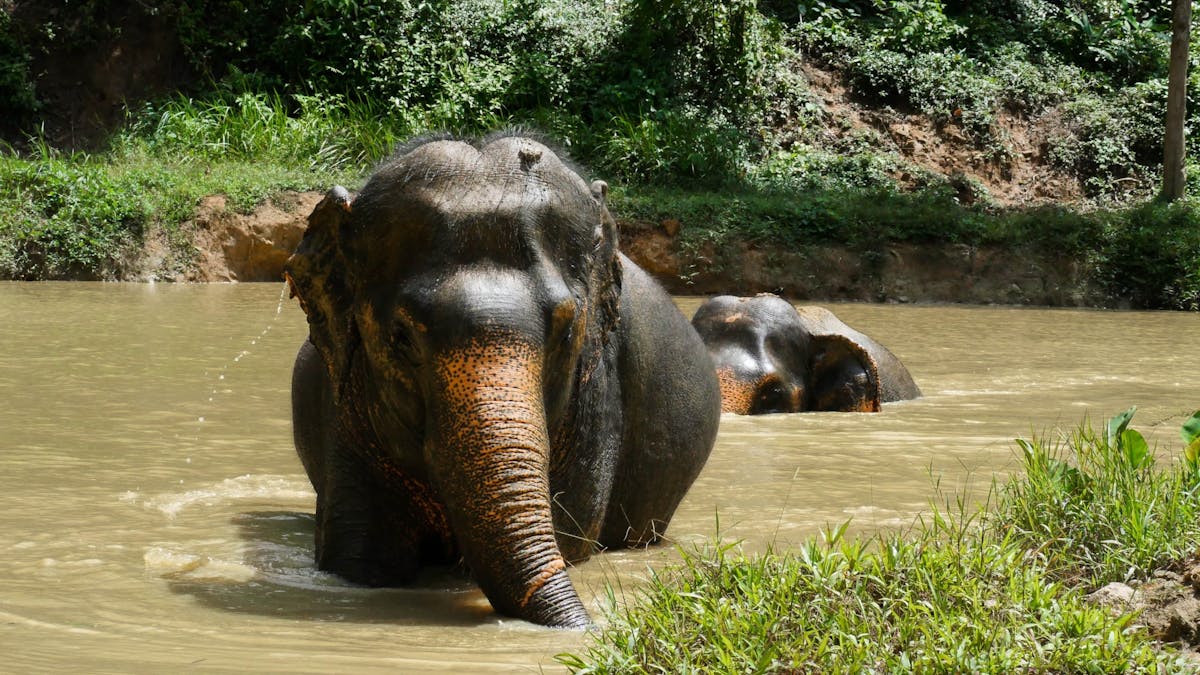 Visita guidata mattutina alla riserva degli elefanti della foresta nascosta a Chalong