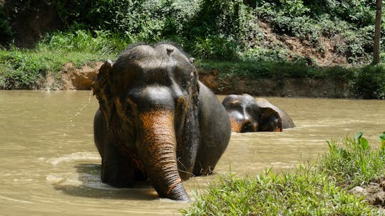 Morning guided tour at hidden forest elephant reserve in Chalong