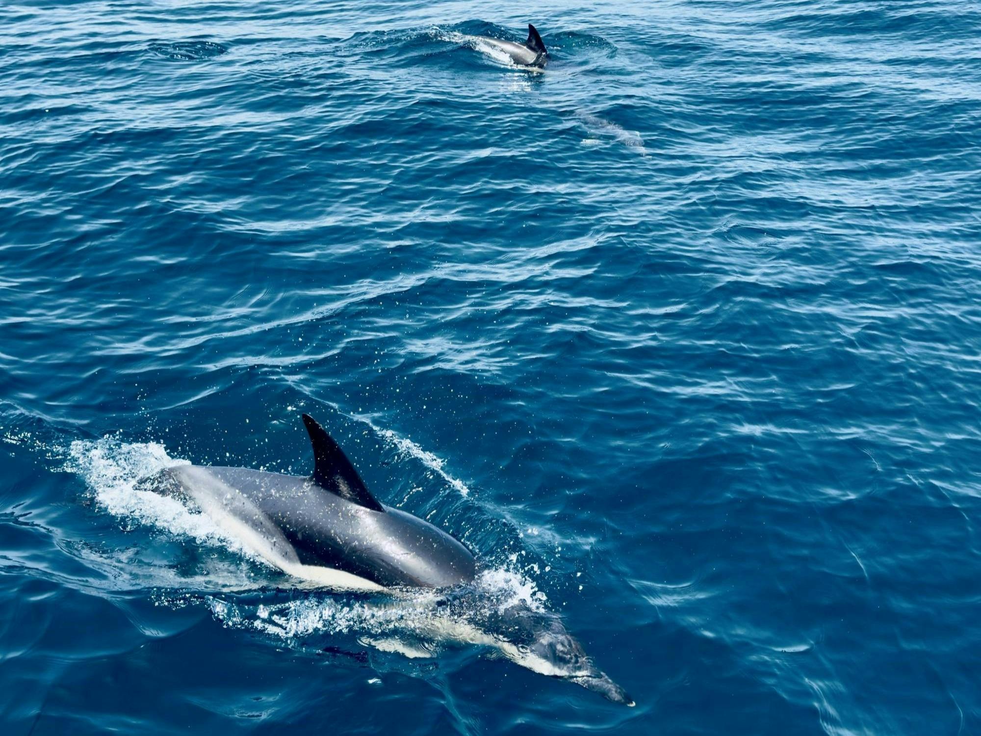 Guided dolphin watching tour in Lagos