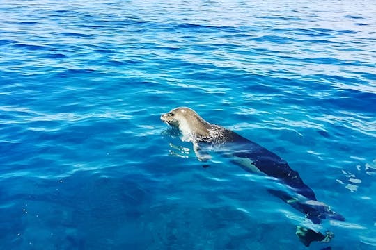 2-hour snorkeling boat tour at Ponta de São Lourenço
