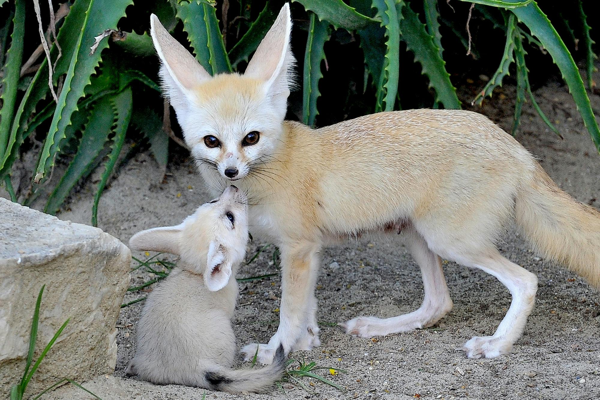 Bioparco, the Zoo of Rome entrance ticket including snack