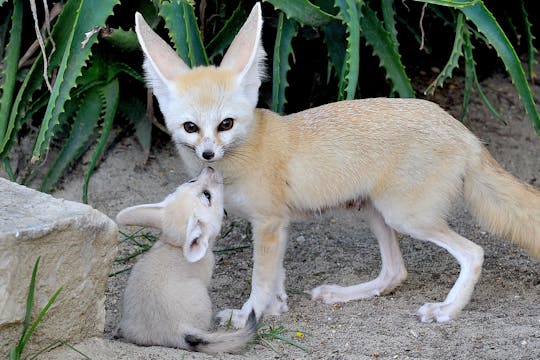 Bioparco, the Zoo of Rome entrance ticket including snack