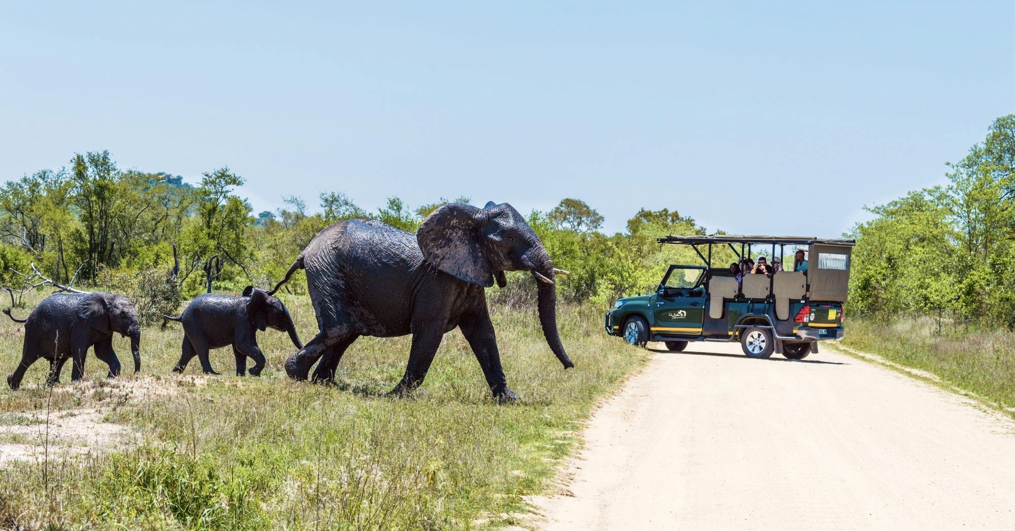 Kruger National Park full-day safari from Hazyview