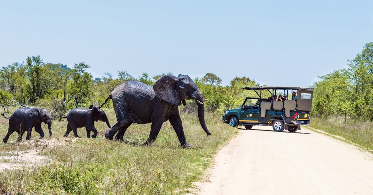 Safari di un giorno al Parco Nazionale Kruger da Hazyview