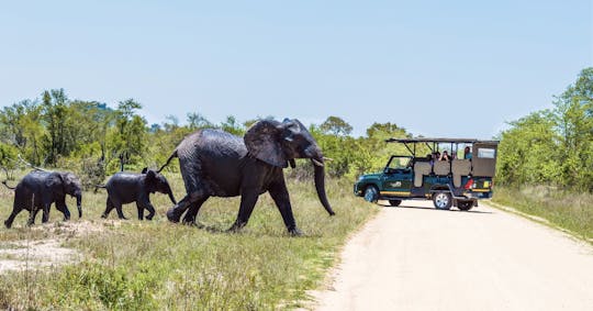 Kruger National Park full-day safari from Hazyview