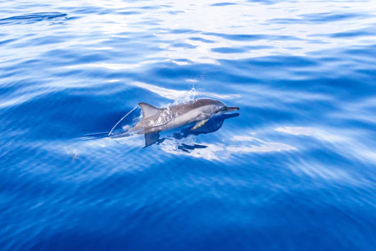 Flipper Whale Watching Morning Boat Trip Ticket