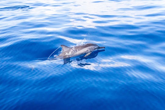 Billet de sortie en mer d'observation des baleines sur le Flipper le matin