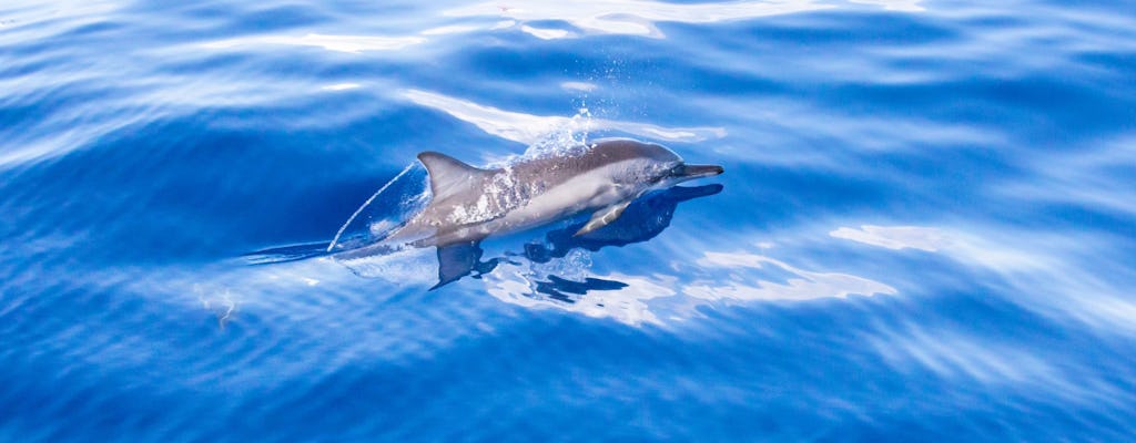 Flipper Whale Watching Afternoon Boat Trip Ticket