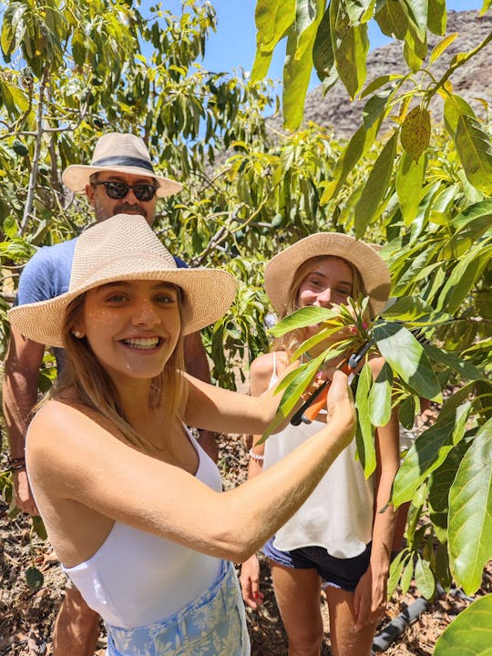 Hands-on experience at an avocado farm with local menu and wine