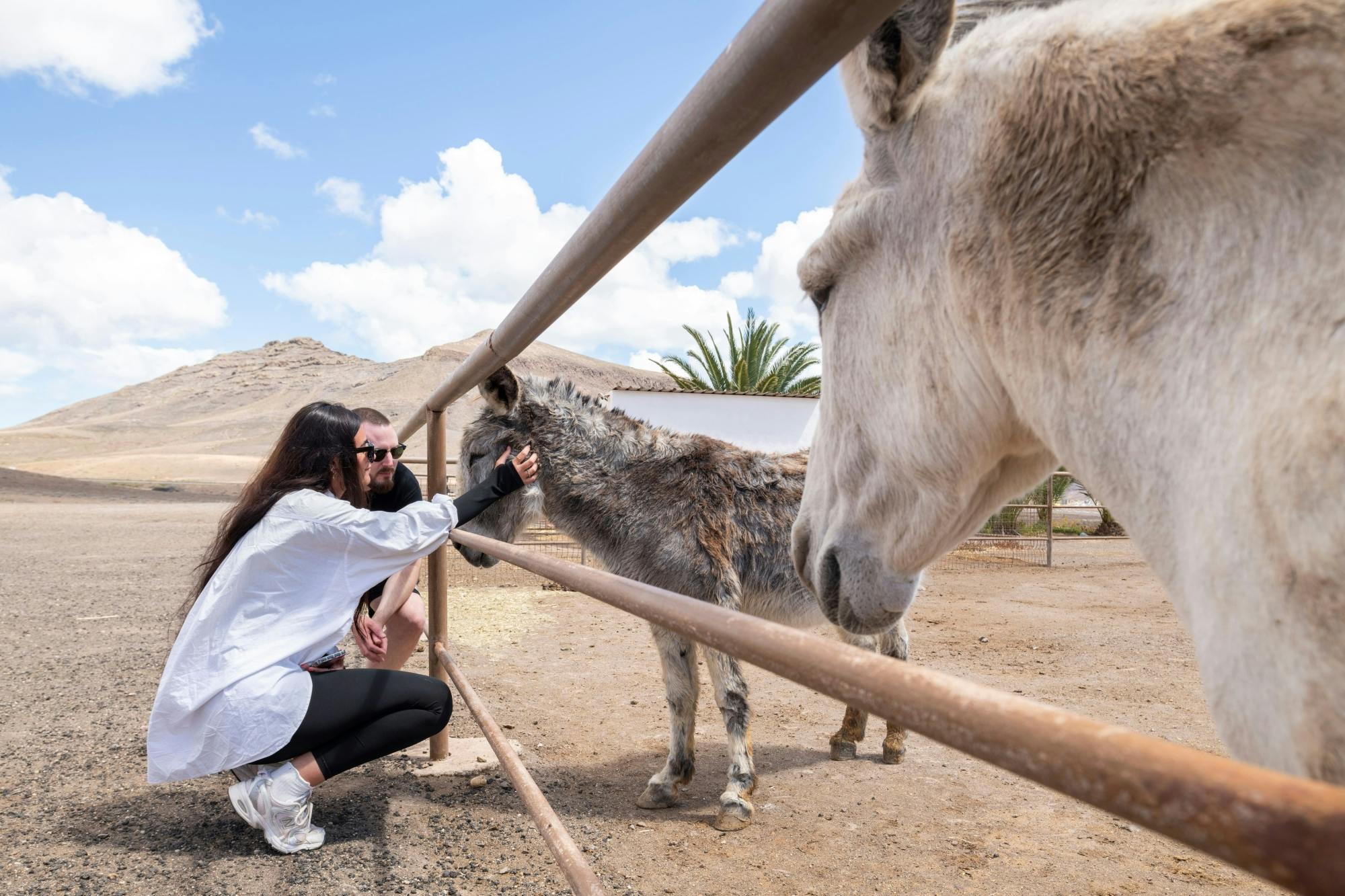 Fuerteventura island tour with goat farm visit