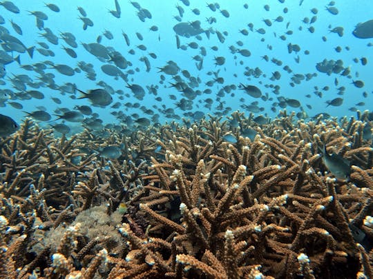 Billet de plongée en apnée pour la restauration du corail à Bali avec repas