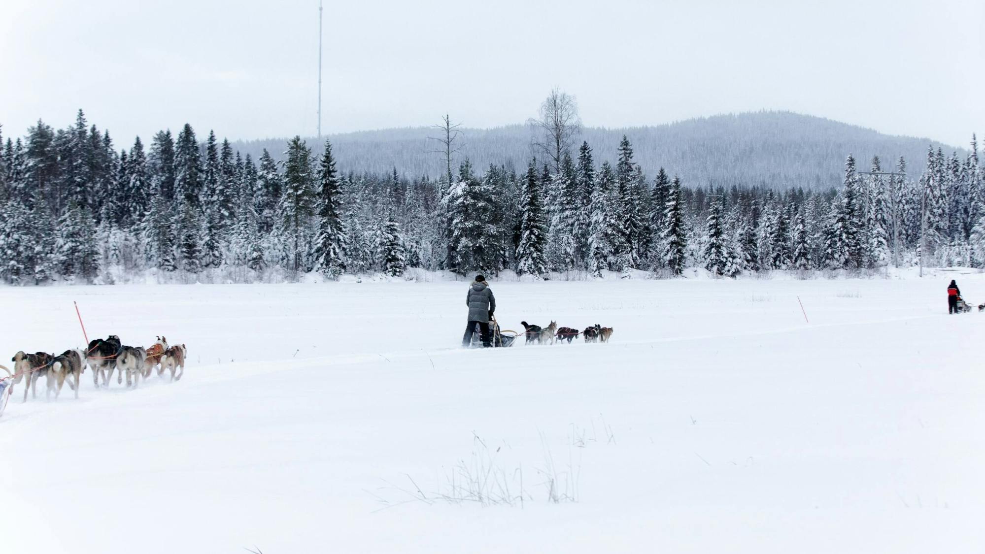 Three-kilometre Husky ride in Vuokatti