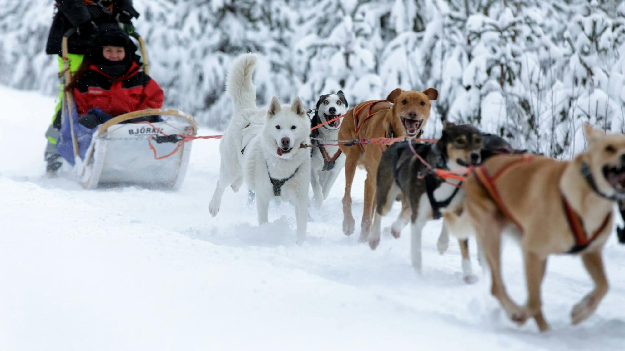 Three-kilometre Husky ride in Vuokatti