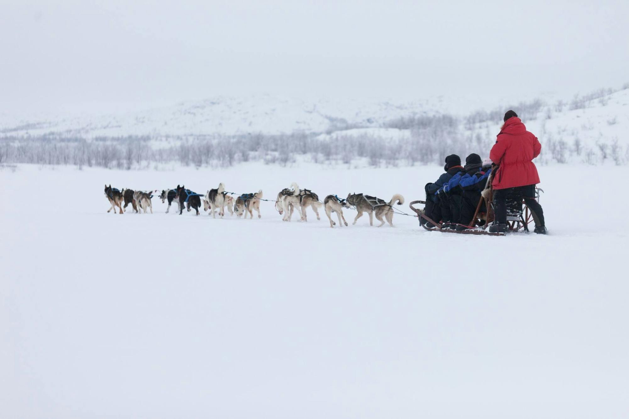 Six-kilometre self-driving husky ride in Vuokatti