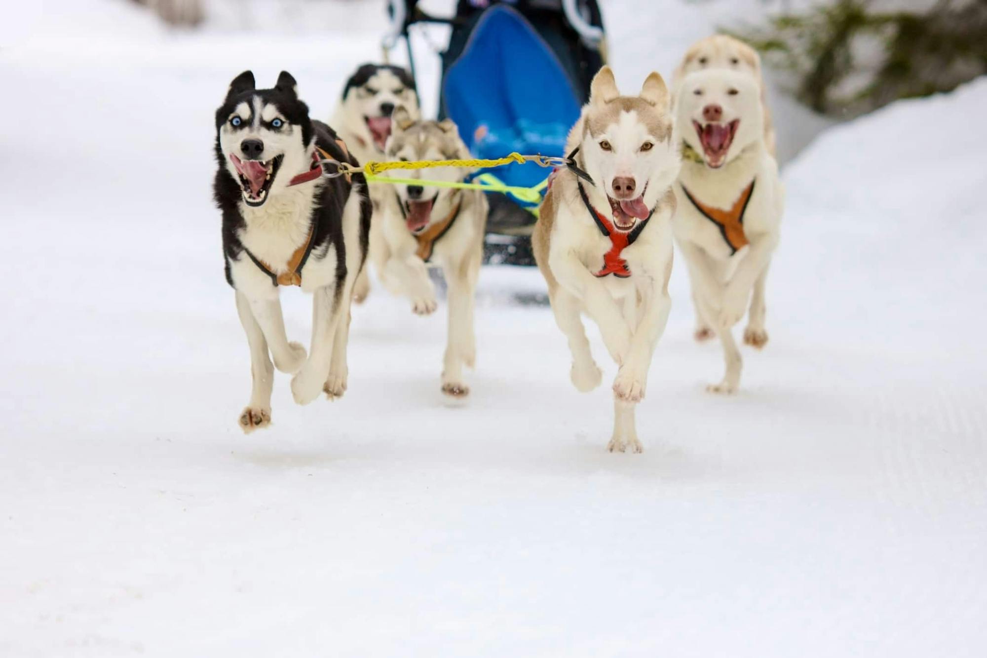 Six-kilometre self-driving husky ride in Vuokatti