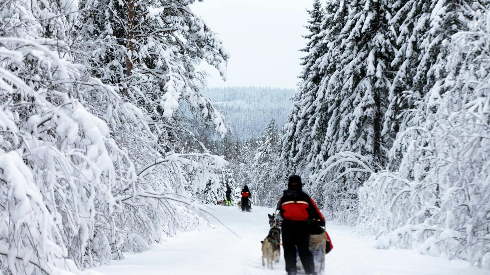 Six-kilometre self-driving husky ride in Vuokatti