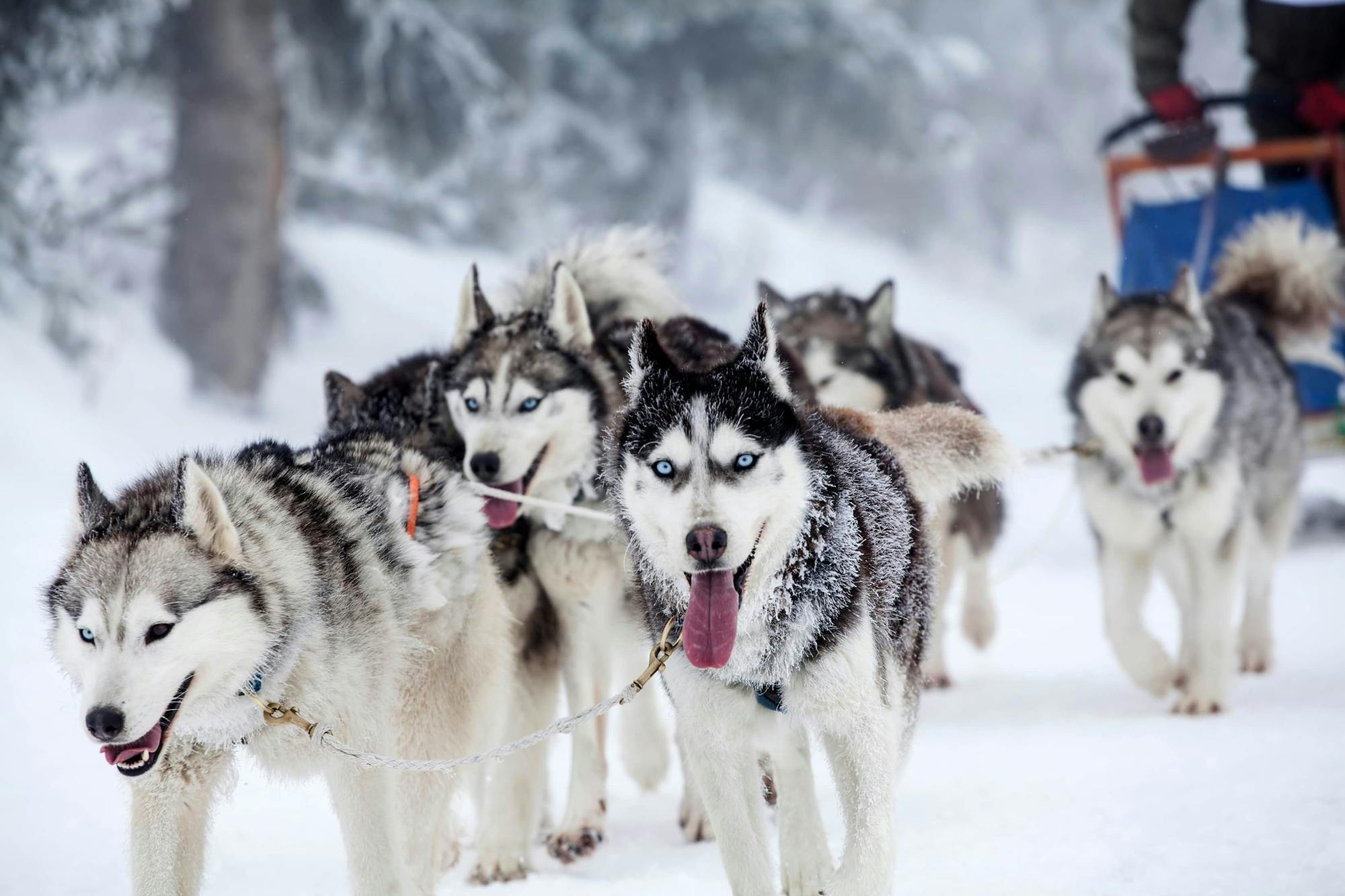 Six-kilometre guided husky ride in Vuokatti