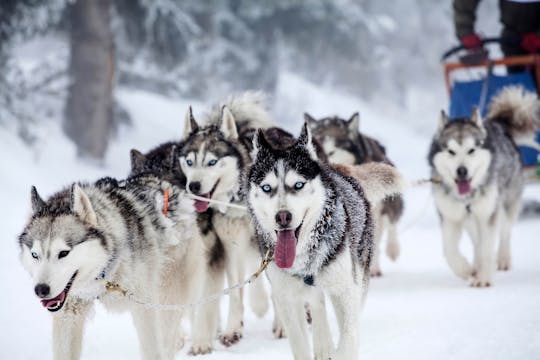Six-kilometre guided husky ride in Vuokatti