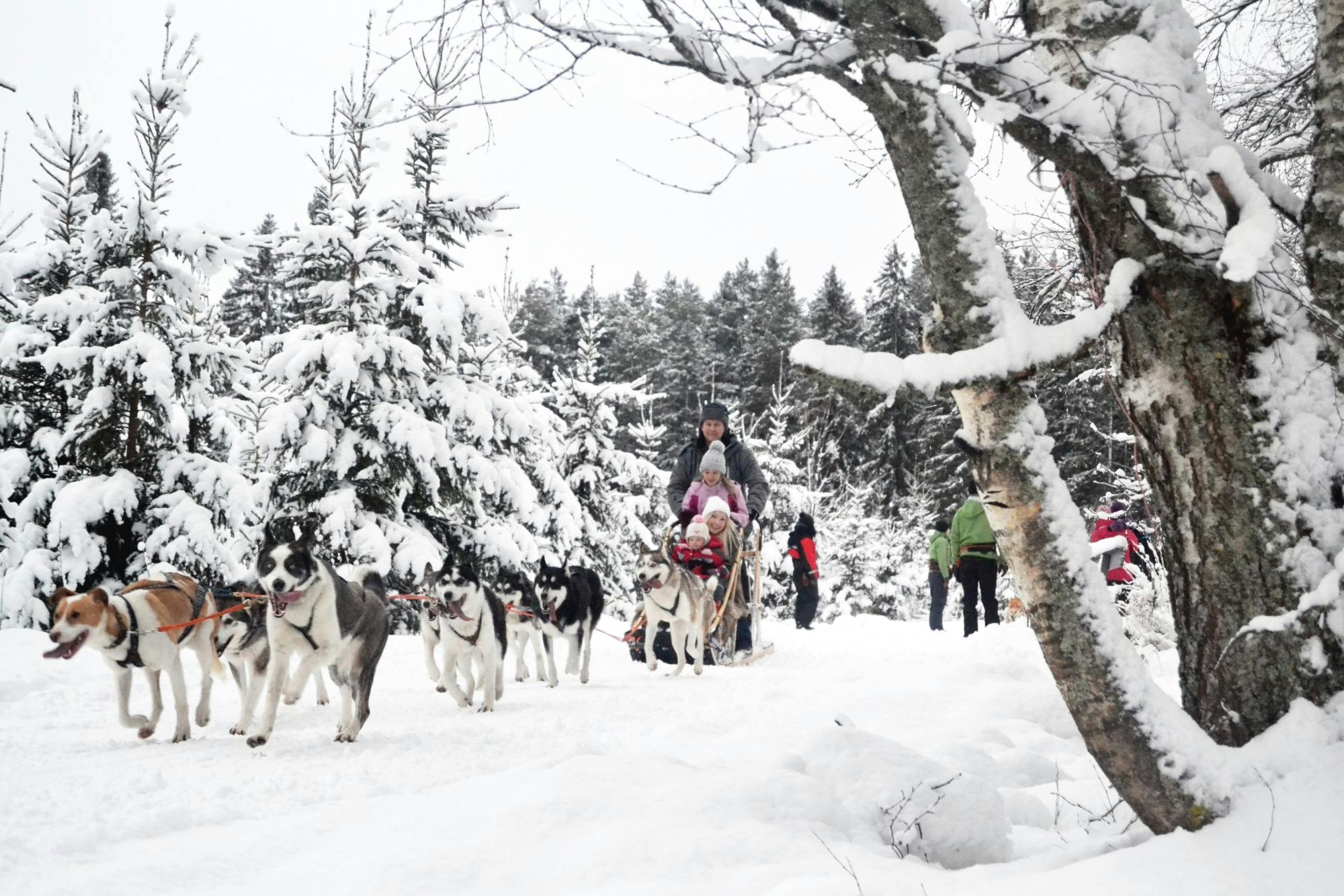 Six-kilometre self-driving husky ride in Vuokatti