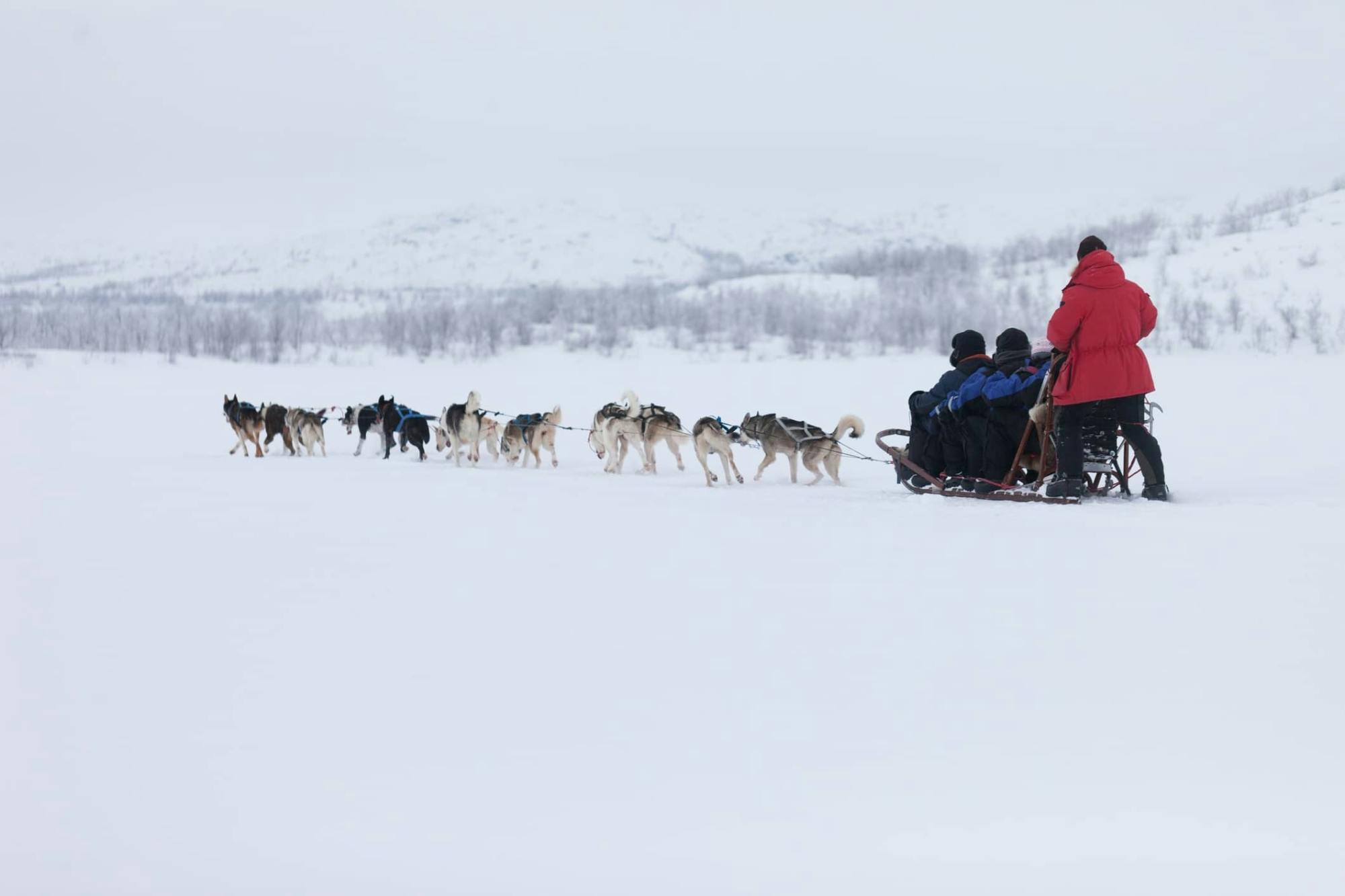 Six-kilometre guided husky ride in Vuokatti