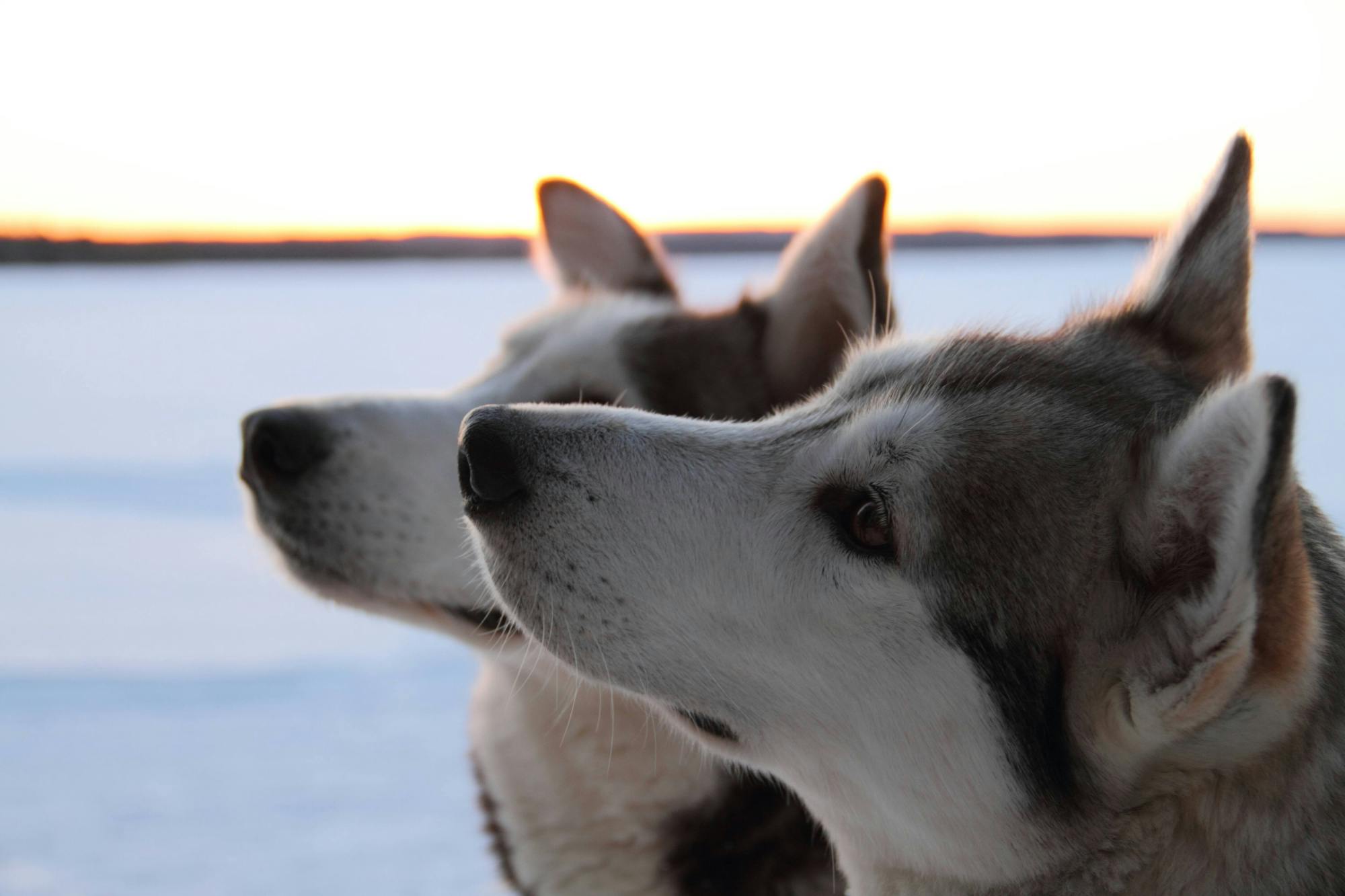 Six-kilometre guided husky ride in Vuokatti