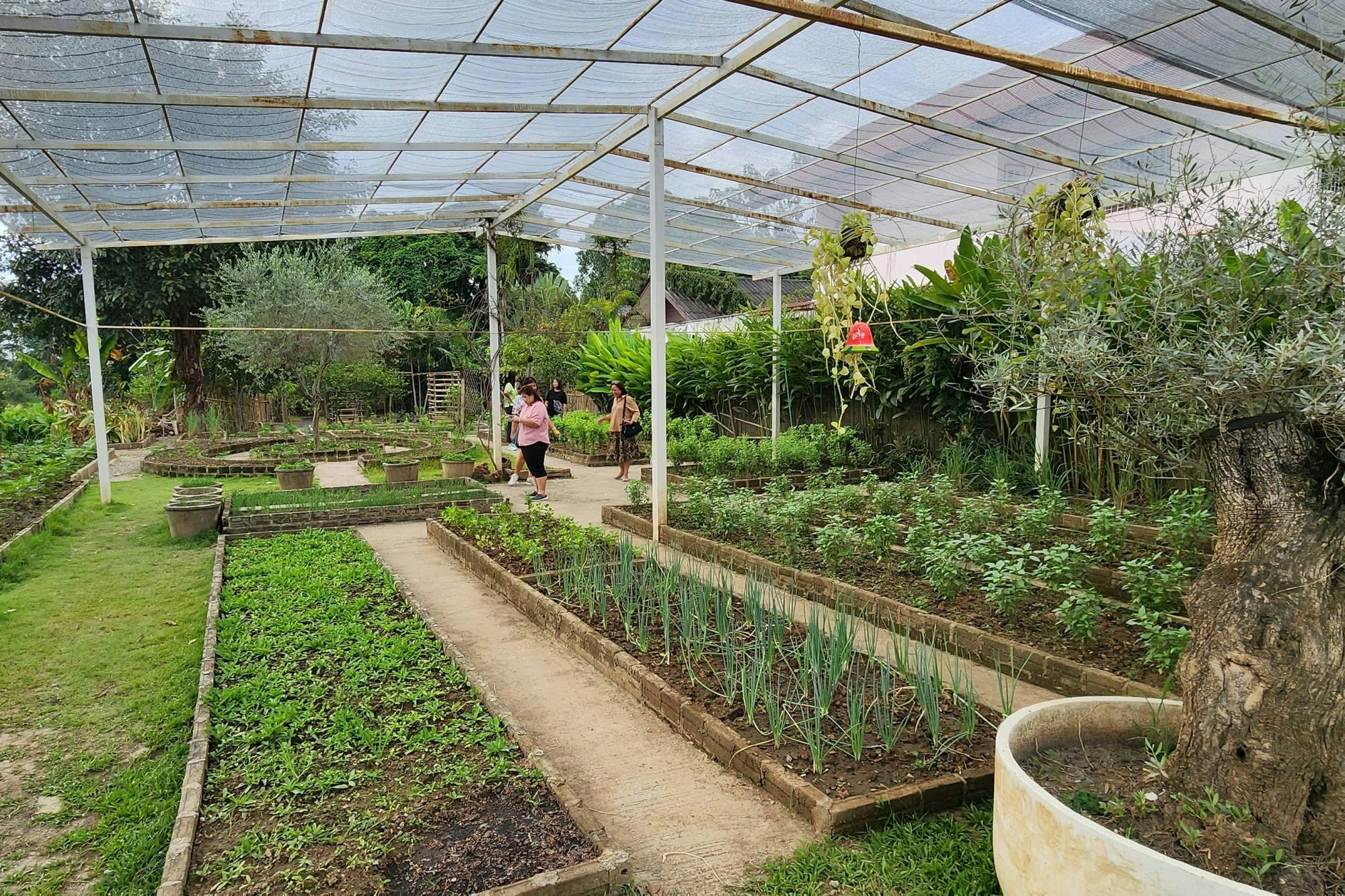 Half-day Thai cooking class in Chiang Mai